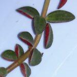 202-05_Peperomia Rubella (Пеперомия Рубелла)