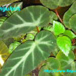 Angularis