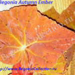 Autumn Ember