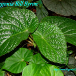 Bill Byron