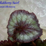 Blackberry swirl