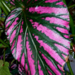 Breverimosa Exotica