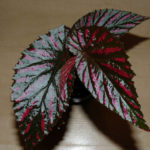 Breverimosa