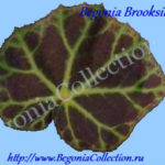 Brooksii Hort
