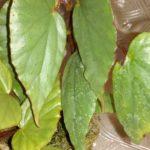 Cathariensis