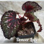 Denver Lace
