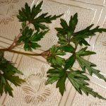 Dregei Suffruticosa