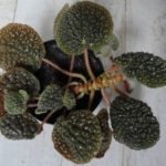 Bullatifolia