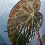 Burkilii red/dark form