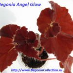 Angel Glow