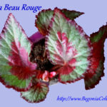 Beau rouge