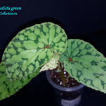 Chlorosticta green
