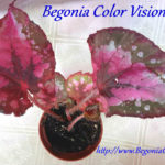 Color Vision red