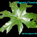 Crassicaulis-толстостебельная