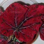 Venecian Red