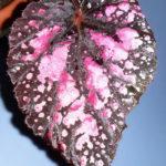 Vesuveus Etna-dibleys