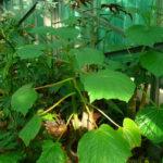 Vitifolia