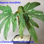 Aconifolia