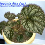 Alta