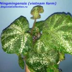Ningmingensis vietnam form