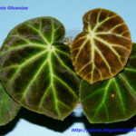 Olsoniae