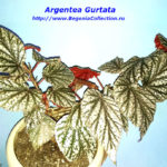 Argenta Gurtata