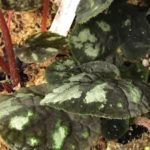 Aurantiflora