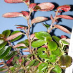 Foliosa var fucsoides sp
