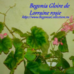 Gloire de Lorraine rosie