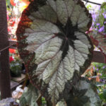 Elephant Ear