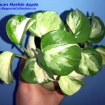 Epipremnum Marble Apple