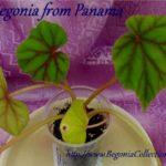 from Panama