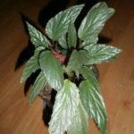 Hatacoa (green)’Silver