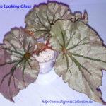 Looking Glass