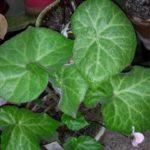 Luzonensis