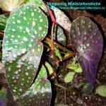 Malachosticta
