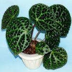 Melanobullata