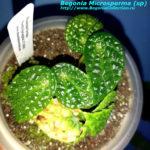 Microsperma