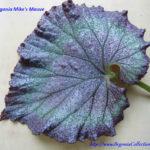 Mike’s Mauve