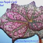 Purple Curly Sturdust