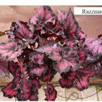 Razzmatazz