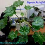 Ricinifolia (клещевинолистая)