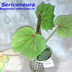 Sericoneura
