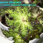 Shamus