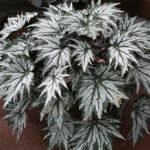 Silver King