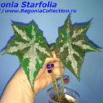 Starfolia