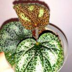 Masoniana-3 variegata
