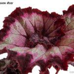 LeRex French Rose