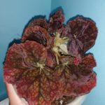 Plum Swirl
