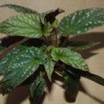 Tiwaniana albomaculata sp